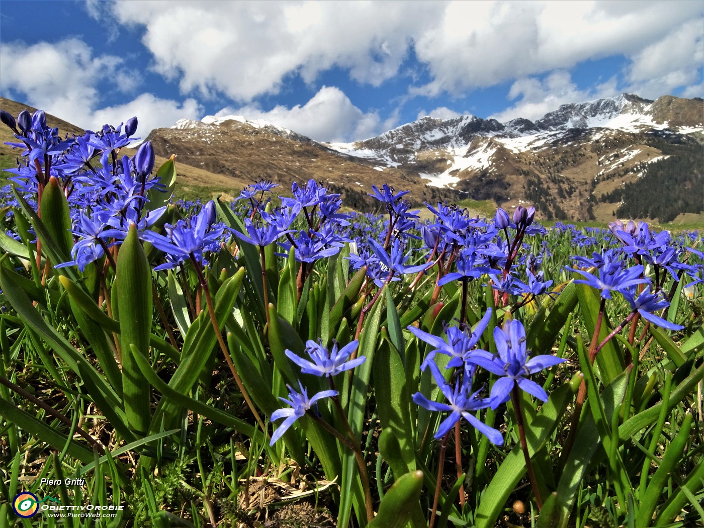 93 Azzurre Scilla bifolia in primo piano anche per queste cime  .....JPG